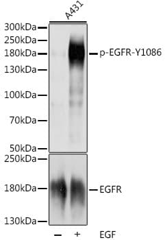 EGFR Antibody (phospho-Tyr1086)