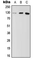 MYBPC2 Antibody (Internal)