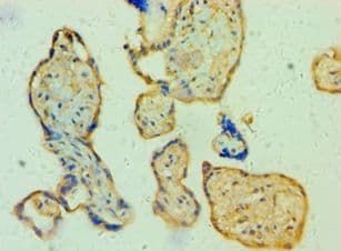 TFEB Antibody (aa1-220)
