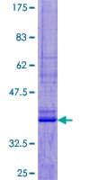 Human UCN2 / SRP Protein (Recombinant GST)