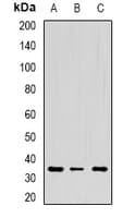 BTLA / CD272 Antibody