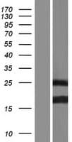 BCL7B Protein (Over-Expression Lysate Myc-DDK (Flag))