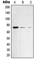 SYK Antibody (phospho-Tyr348)