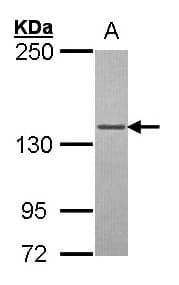 IHC-plus™ Polyclonal Rabbit anti-Human POLG Antibody (IHC, IF, WB)