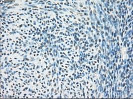 PPP5C Antibody (clone OTI3G1)