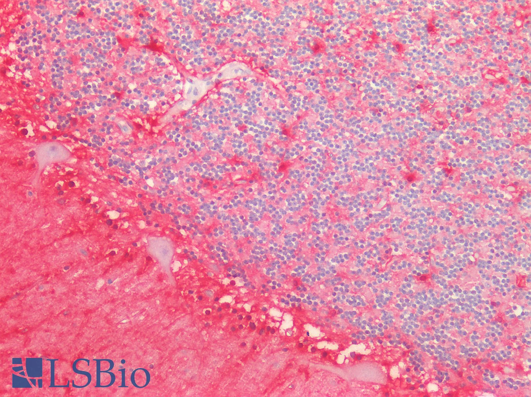 PathPlus™ Monoclonal Mouse anti-Bovine S100 Protein Antibody (clone 4C4.9, IHC)