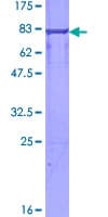 Human NF1A / NFIX Protein (Recombinant GST)
