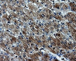 KIAA0153 / TTLL12 Antibody (clone OTI6E4, Carrier-free)
