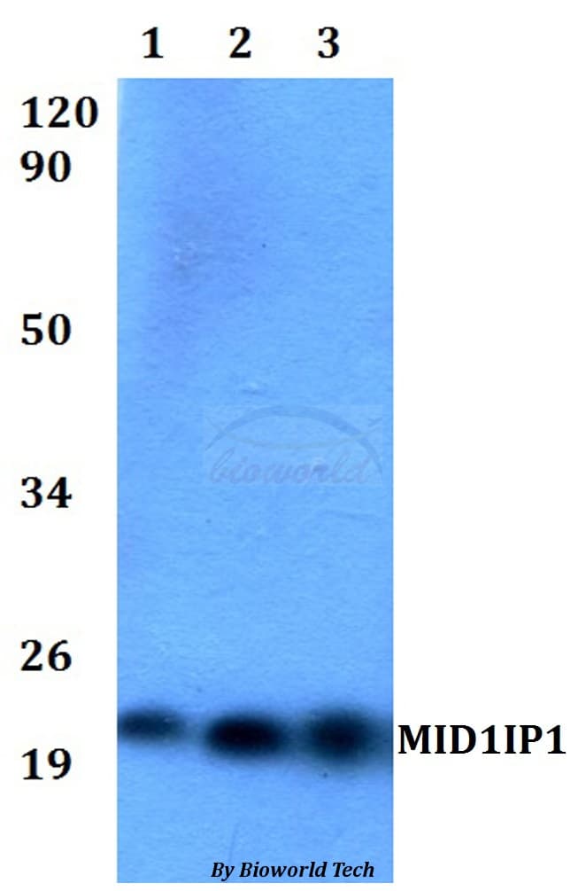 MID1IP1 Antibody