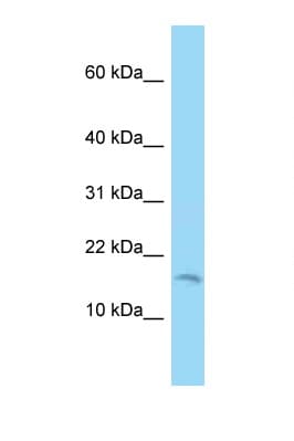 C2orf76 Antibody (aa32-81)