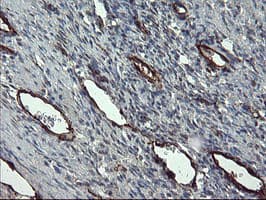 PECAM-1 / CD31 Antibody (clone OTI2C6, Carrier-free)