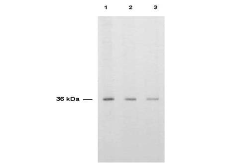 TS / Thymidylate Synthase Antibody (Liquid)