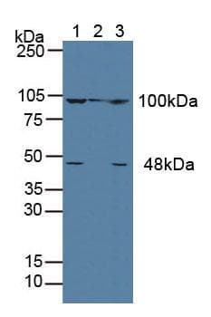 ACTN4 Antibody (aa1-269, Cy3)