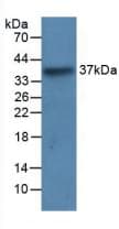 LRG1 / LRG Antibody (APC)
