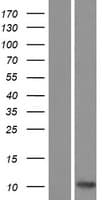 CCL27 Protein (Over-Expression Lysate Myc-DDK (Flag))