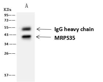MRPS35 Antibody