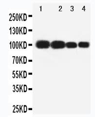 Polyclonal Rabbit anti-Human MAG Antibody (aa114-132, IHC, WB)
