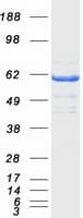 Human RIC8A Protein (Recombinant Myc-DDK (Flag))
