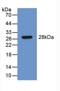 SERPINB1 Antibody (aa184-368)