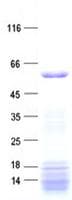 Human ZNF181 Protein (Recombinant His, N-Terminal)