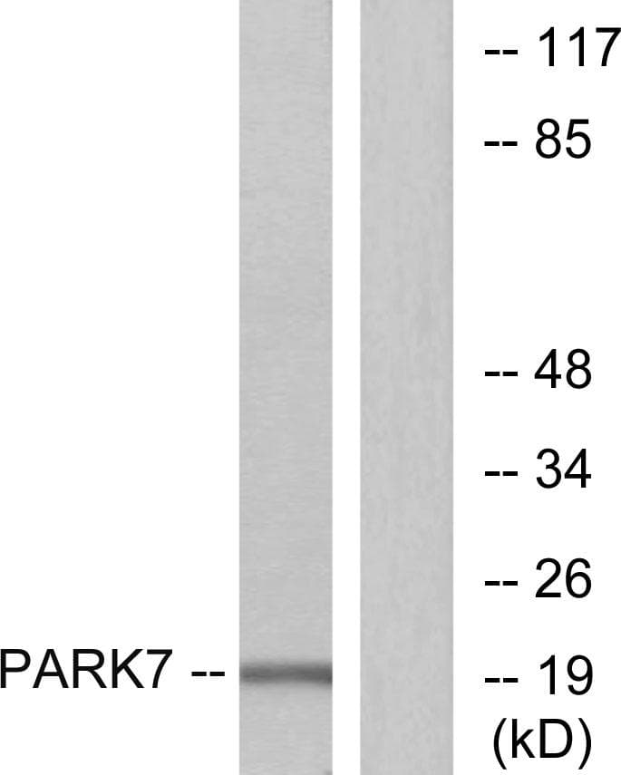 PARK7 / DJ-1 Antibody