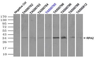 RPA2 / RFA2 / RPA34 Antibody (clone OTI1H10)