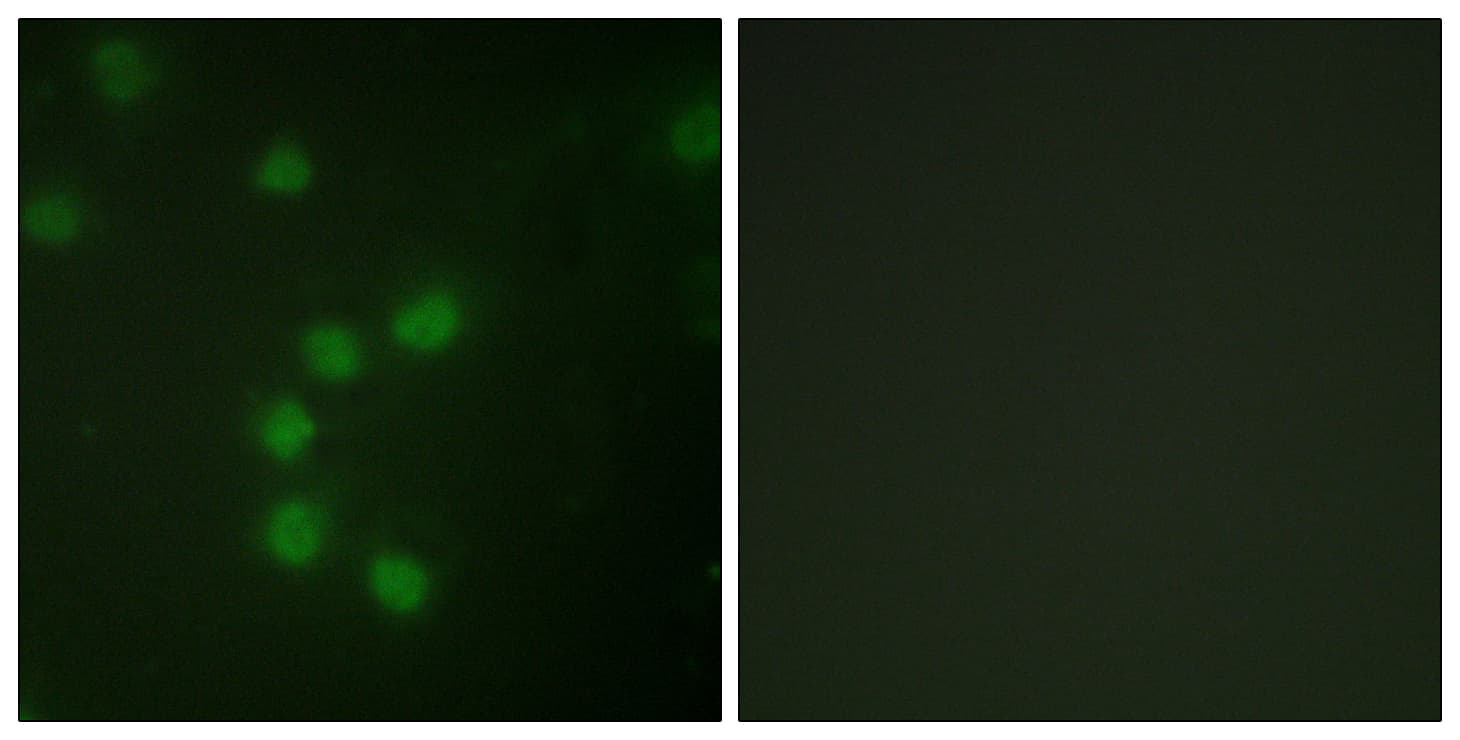 TERT / Telomerase Antibody (aa196-245)
