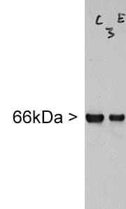 IHC-plus™ INA / Alpha Internexin Antibody (clone 2E3)