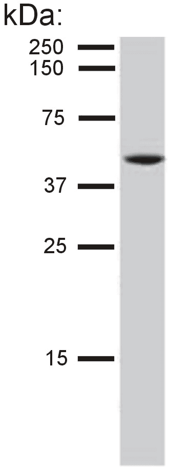 KRT8 / CK8 / Cytokeratin 8 Antibody (clone C-51)