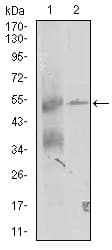 ZRP-1 / TRIP6 Antibody (clone 6H4)