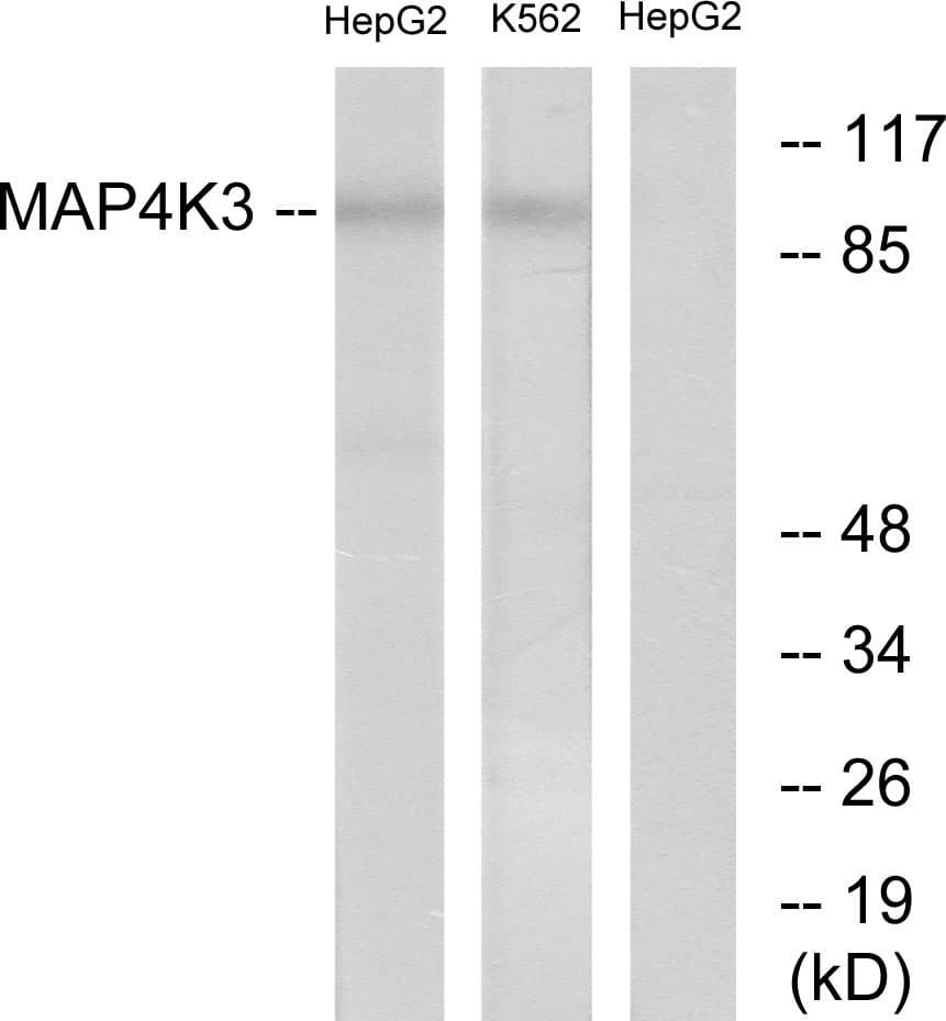 MAP4K3 / GLK Antibody (aa10-59)