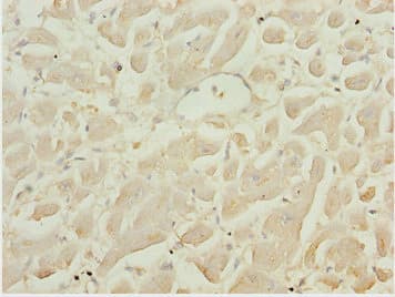 LZTR1 Antibody