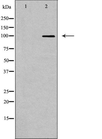 LIG1 / DNA Ligase 1 Antibody