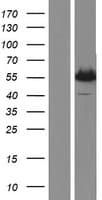 MMP11 Protein (Over-Expression Lysate Myc-DDK (Flag))