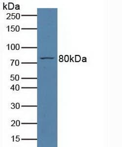 CD110 / MPL Antibody (aa66-260)