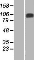 NAA25 Protein (Over-Expression Lysate Myc-DDK (Flag))