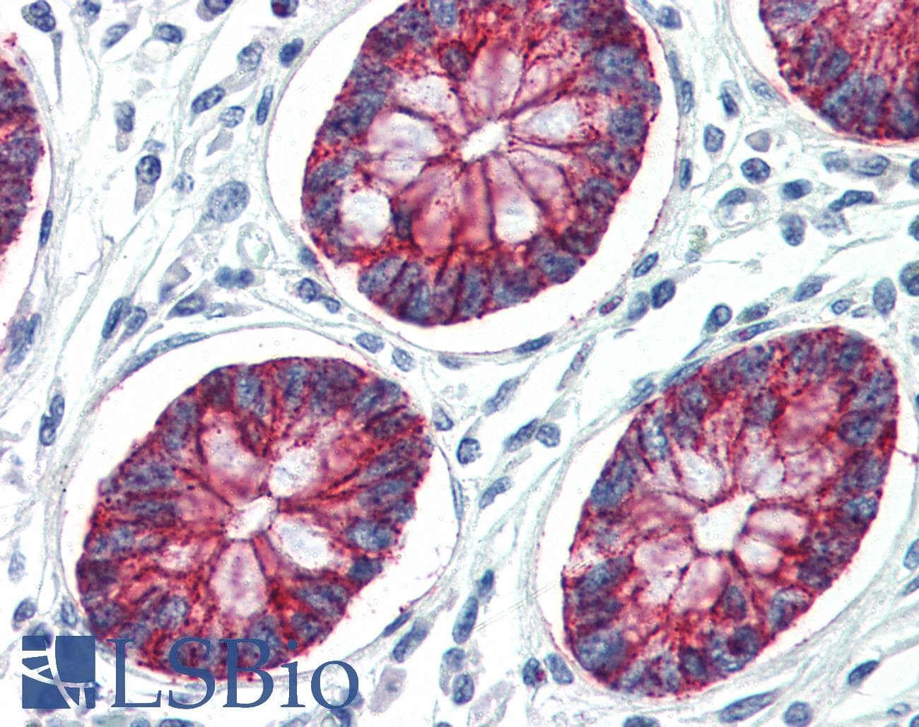 IHC-plus™ CLDN1 / Claudin 1 Antibody (C-Terminus)