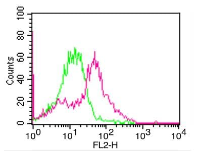 CD274 / B7-H1 / PD-L1 Antibody