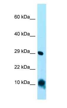 Polyclonal Rabbit anti-Human CISD1 Antibody (C-Terminus, WB)