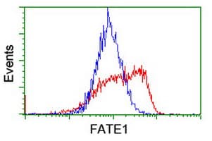 Monoclonal Mouse anti-Human FATE1 Antibody (clone OTI5E2, IF, WB)