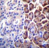 COPE Antibody (aa273-300)