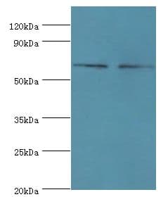 Polyclonal Rabbit anti-Human NELFCD / TH1L / TH1 Antibody (aa346-590, IHC, WB)