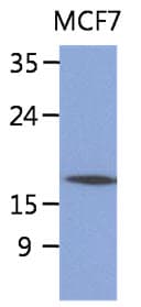 SSR4 Antibody (clone AT26G5)