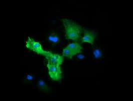 MAPK4 / ERK4 Antibody (clone OTI2F4)