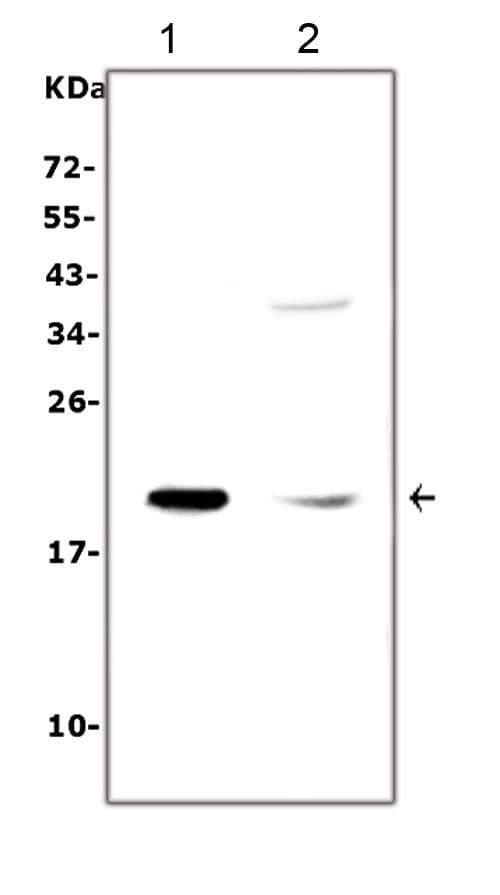 IL7 Antibody (aa26-177)