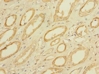 MPRG / PAQR5 Antibody