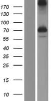 KIAA2013 Protein (Over-Expression Lysate Myc-DDK (Flag))