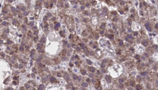 NPBWR2 / GPR8 Antibody