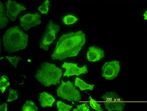 CDC37 Antibody (clone 3C7)