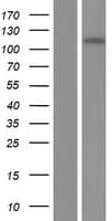 INCENP Protein (Over-Expression Lysate Myc-DDK (Flag))